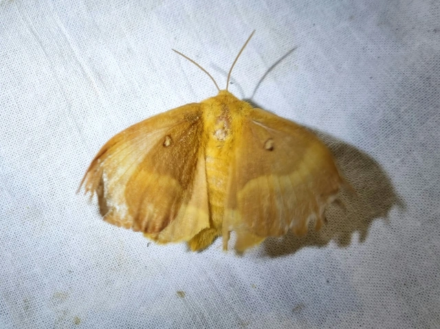 Lasiocampa quercus - tölgyfaszövő