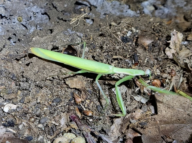 Mantis religiosa - imádkozósáska