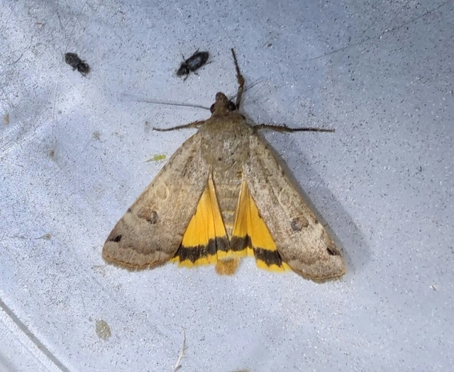 Noctua orbona - foltos sárgafűbagoly