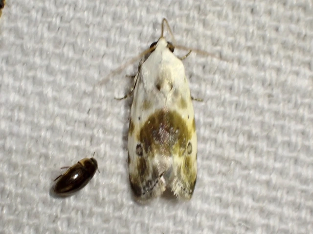 parlagfűbagoly - Ponometia candefacta