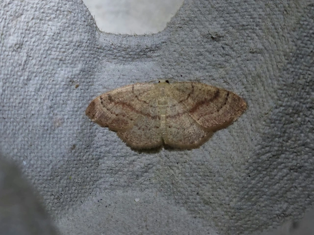 Cyclophora linearia - vonalas pettyesaraszoló