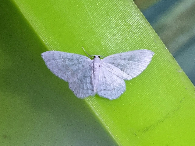 Asthena albulata - gyertyán-fehéraraszoló