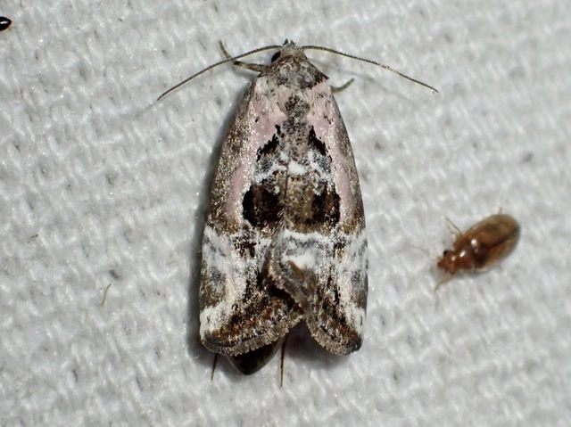 rózsaszínű mázasbagoly - Hapalotis venustula