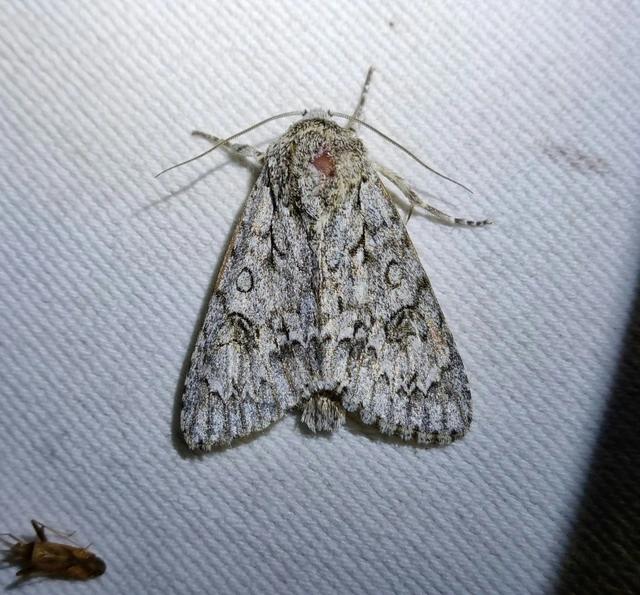 Acronicta aceris - vadgesztenye-szigonyosbagoly