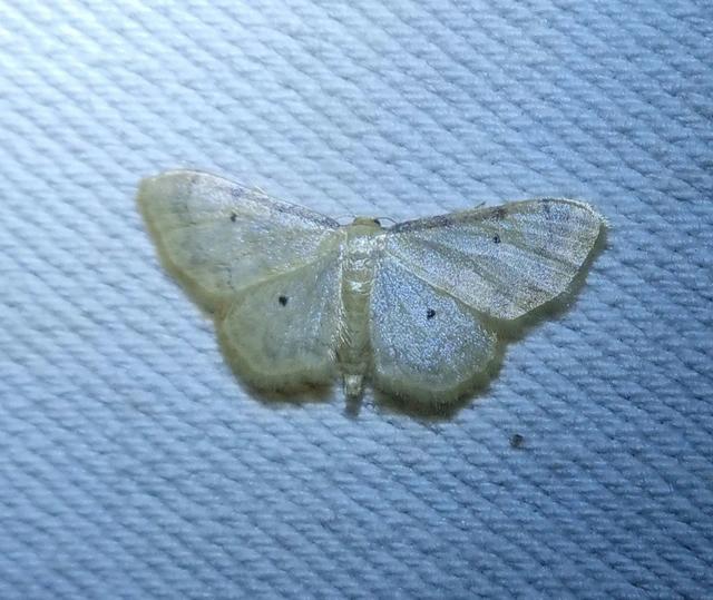 vonalas apróaraszoló - Idaea politaria
