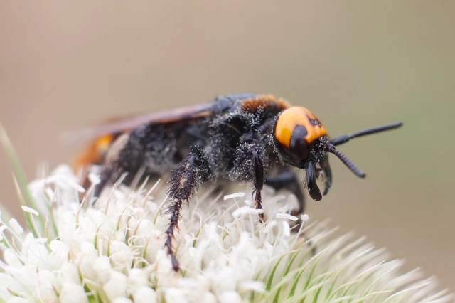 Megascolia maculata - óriás-tőrösdarázs