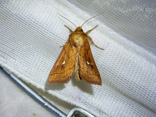 fehérjegyes rétibagoly - Mythimna conigera