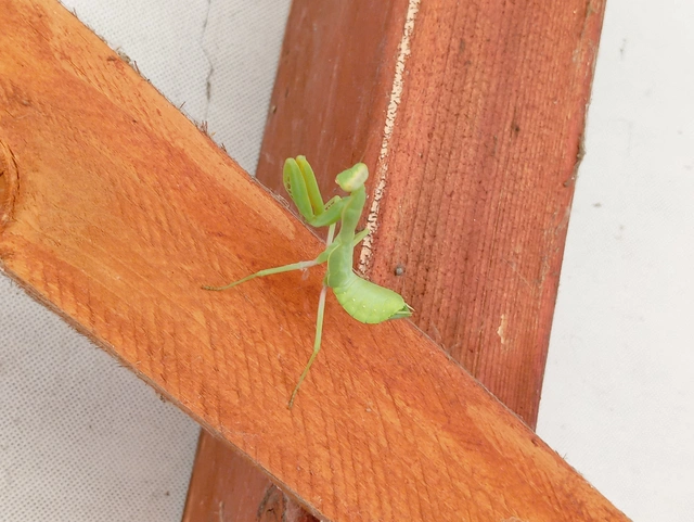 Mantis religiosa - imádkozósáska