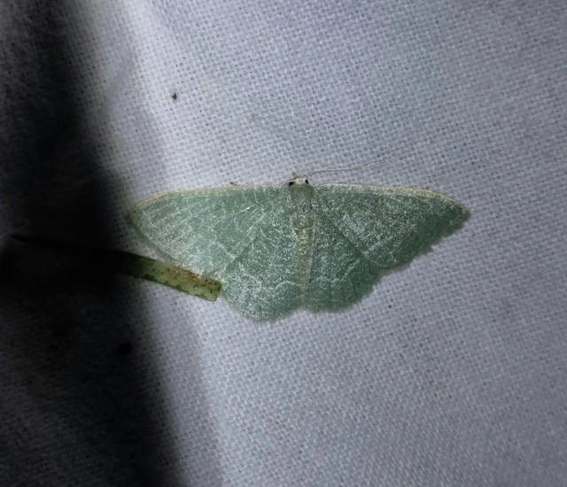 fehérpettyes zöldaraszoló - Phaiogramma etruscaria