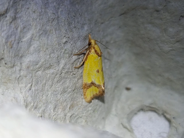 barnacsíkos sárgamoly - Agapeta zoegana