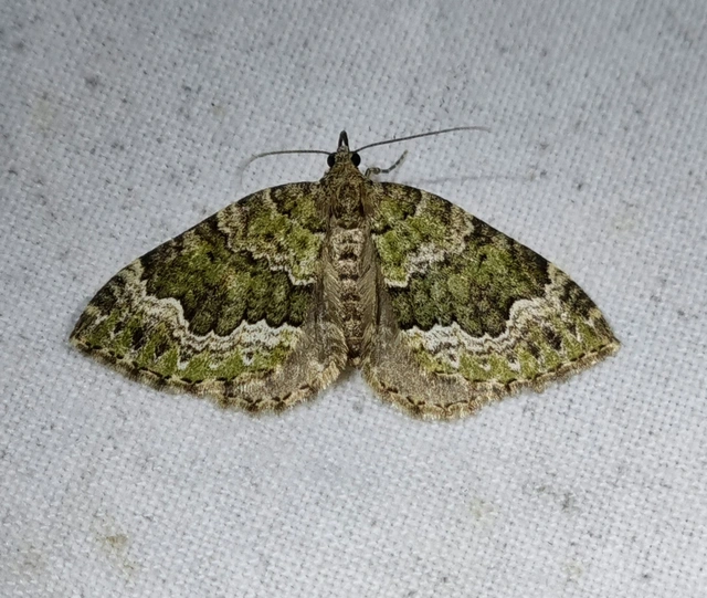 olajzöld levélaraszoló - Colostygia olivata