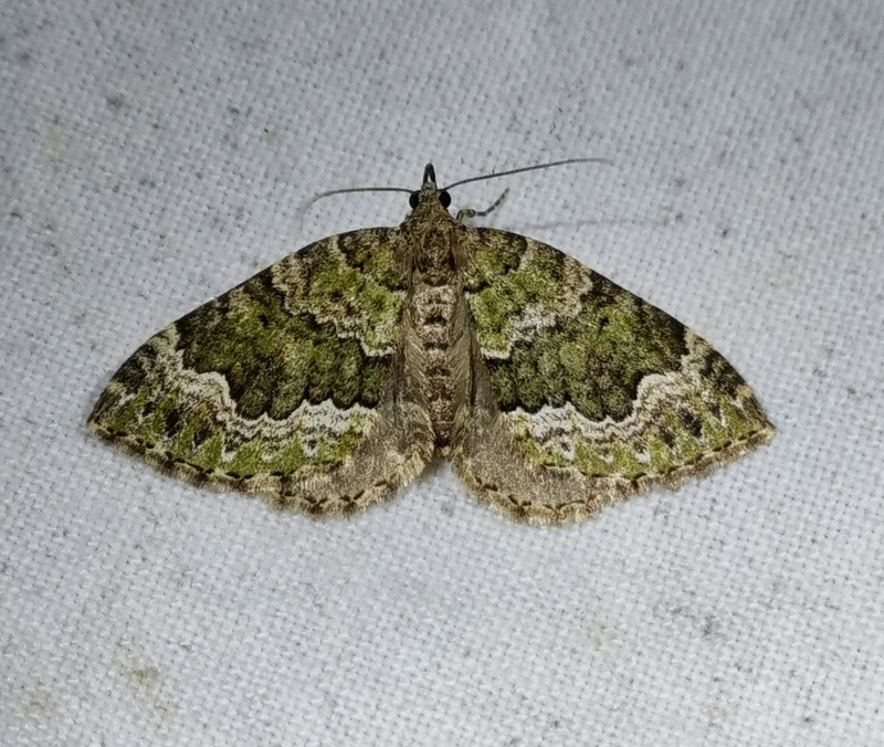 Colostygia olivata - olajzöld levélaraszoló