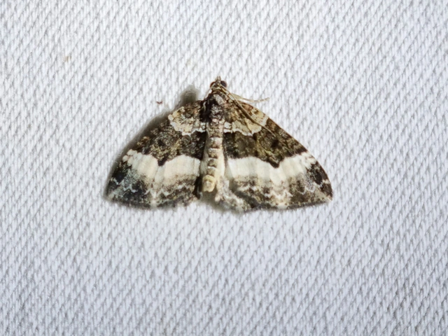 fogassávú tarkaaraszoló - Euphyia unangulata