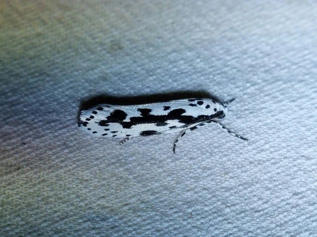 Ethmia