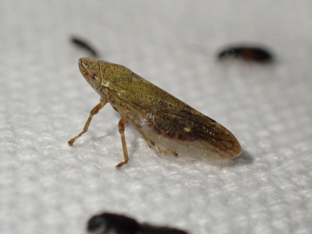 Aphrophora salicina