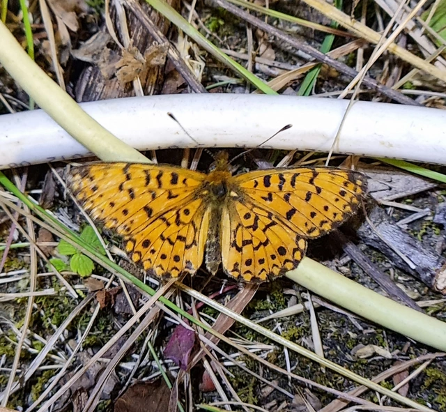 Boloria selene - fakó gyöngyházlepke