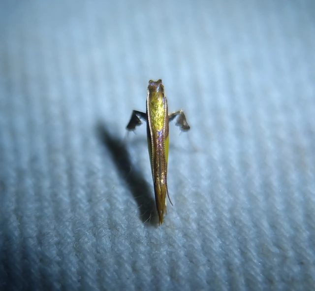 Caloptilia