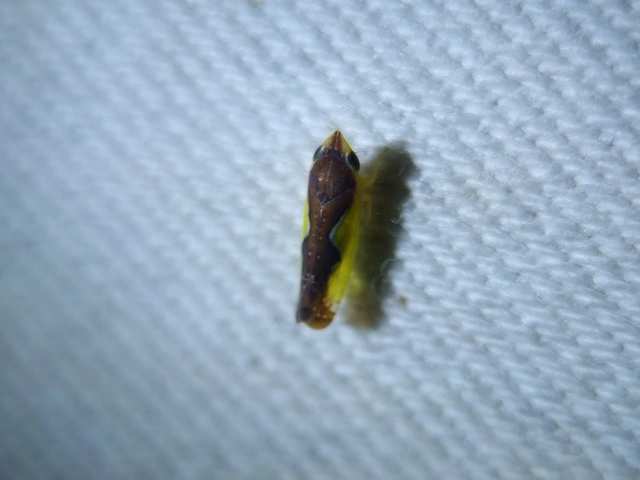 Platymetopius Platymetopius