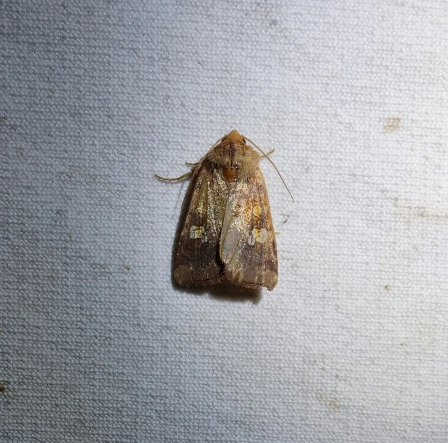 nagyfoltú lápibagoly - Amphipoea oculea