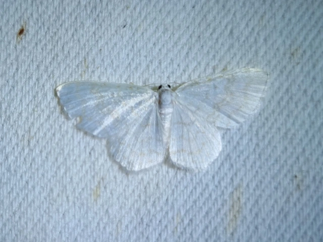 gyertyán-fehéraraszoló - Asthena albulata