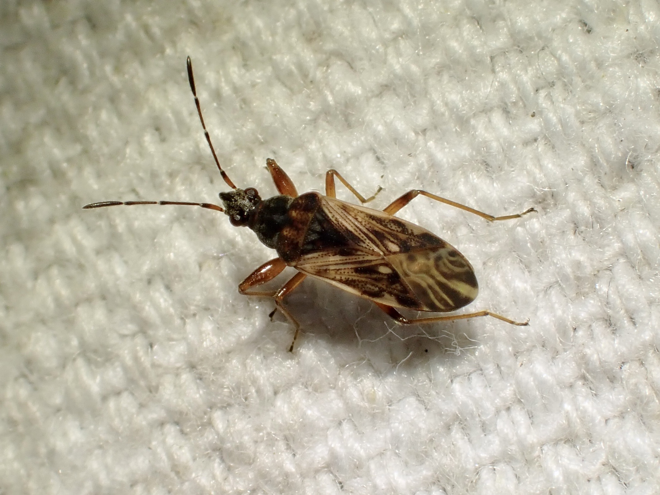 Pachybrachius fracticollis - nyakas bodobács