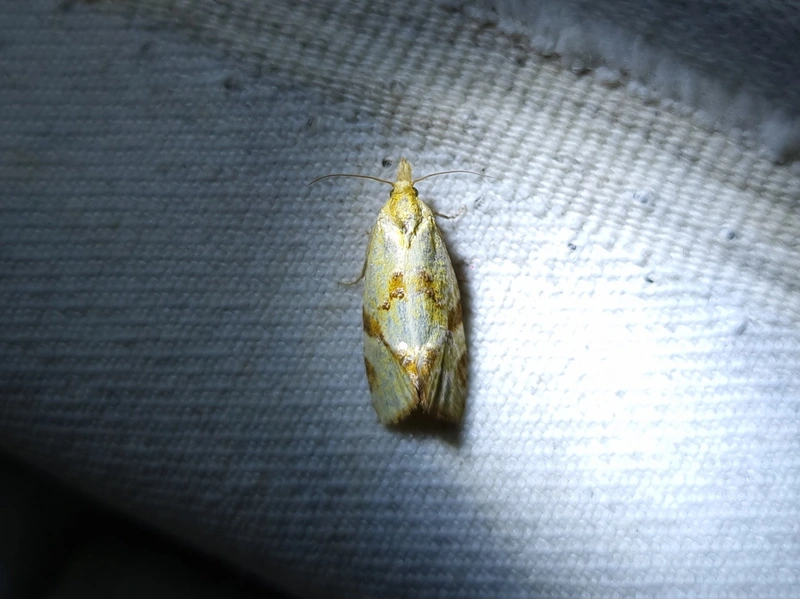 Fulvoclysia nerminae - tarka sárgamoly