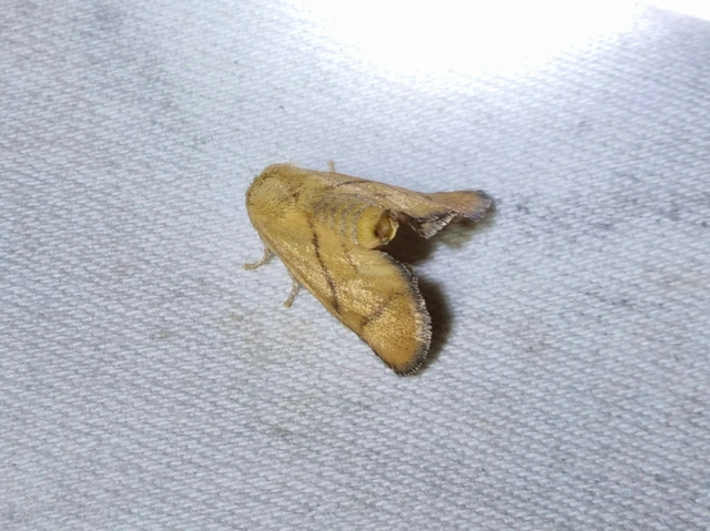 Apoda limacodes - kagylólepke