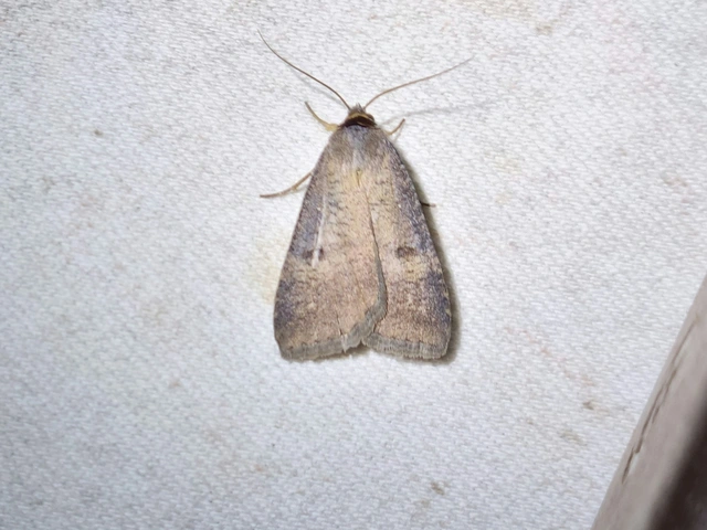 fekete csüdfűbagoly - Lygephila procax