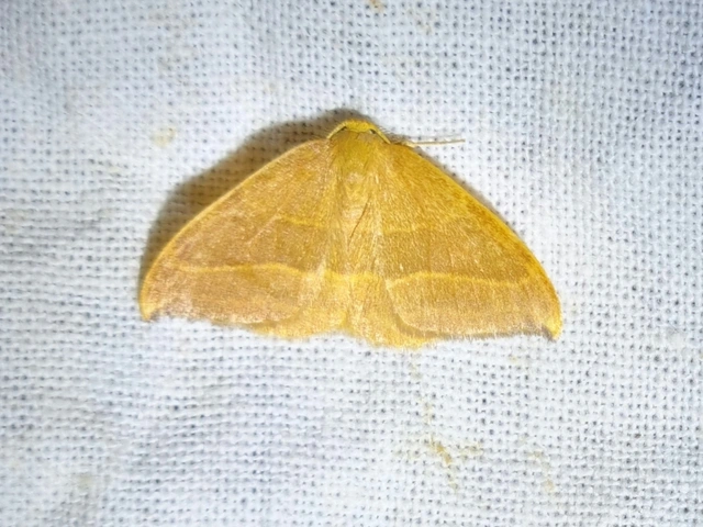 bükkfa-sarlósszövő - Watsonalla cultraria