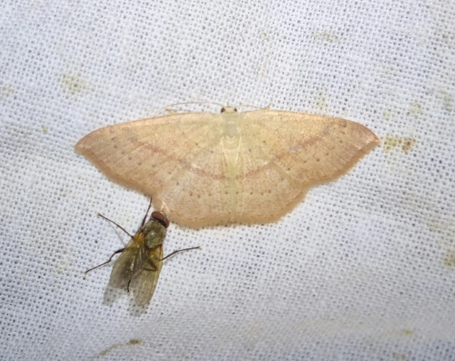 vonalas pettyesaraszoló - Cyclophora linearia