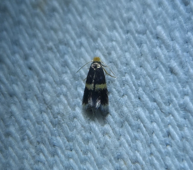 Nepticulidae - törpemolyfélék