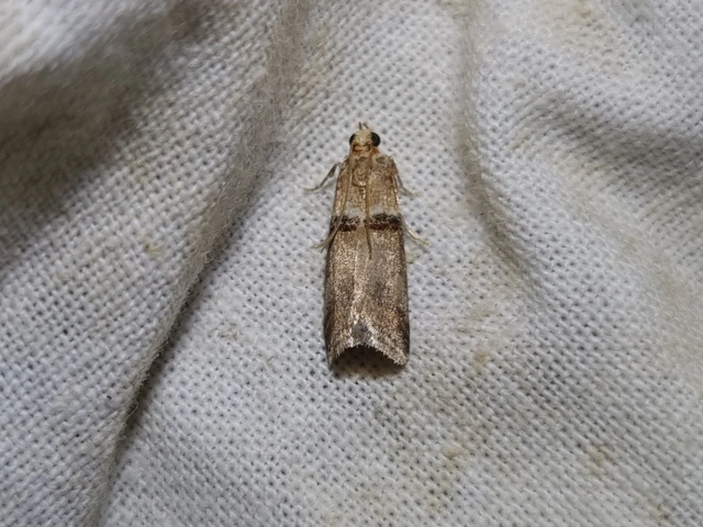 Acrobasis