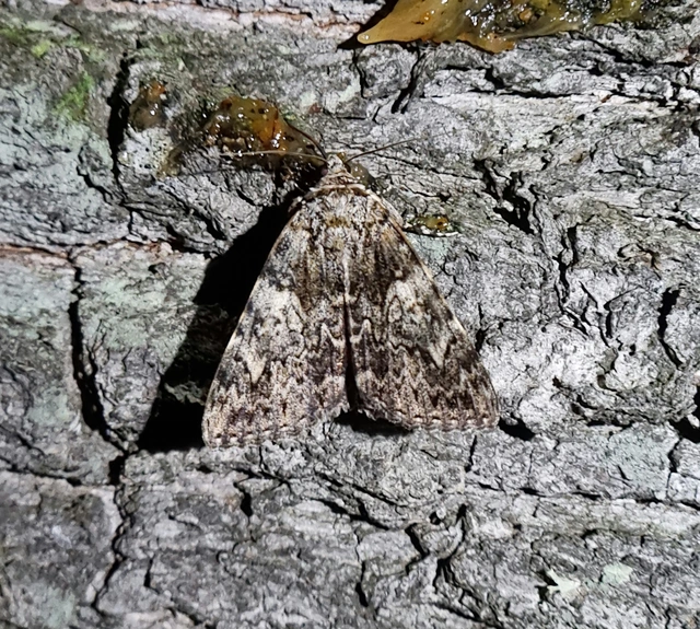 kis tölgyfa-övesbagoly - Catocala promissa