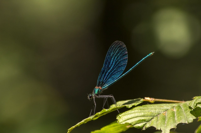 Calopteryx virgo - kisasszony-szitakötő
