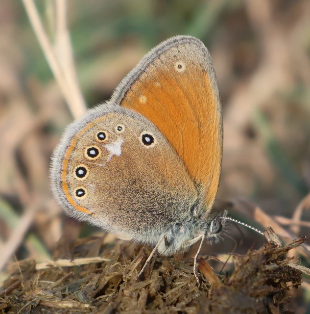 Coenonympha glycerion - közönséges szénalepke