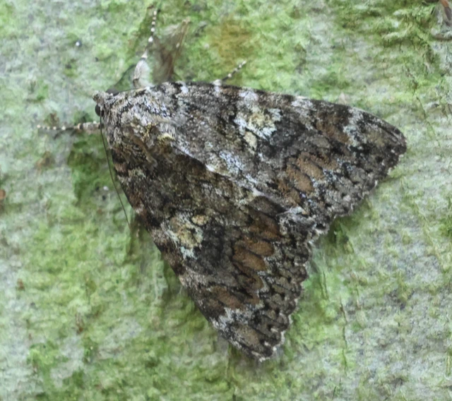 Catocala sponsa/dilecta
