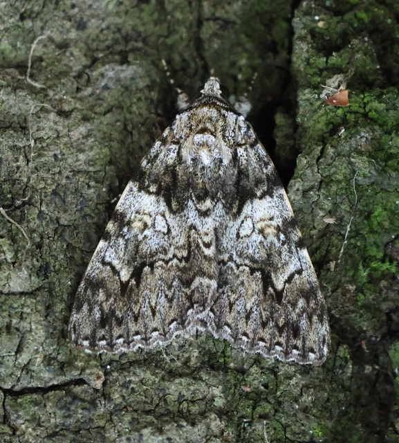 Catocala promissa - kis tölgyfa-övesbagoly