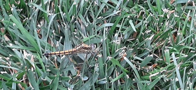 Orthetrum cancellatum - feketefarkú pásztorszitakötő