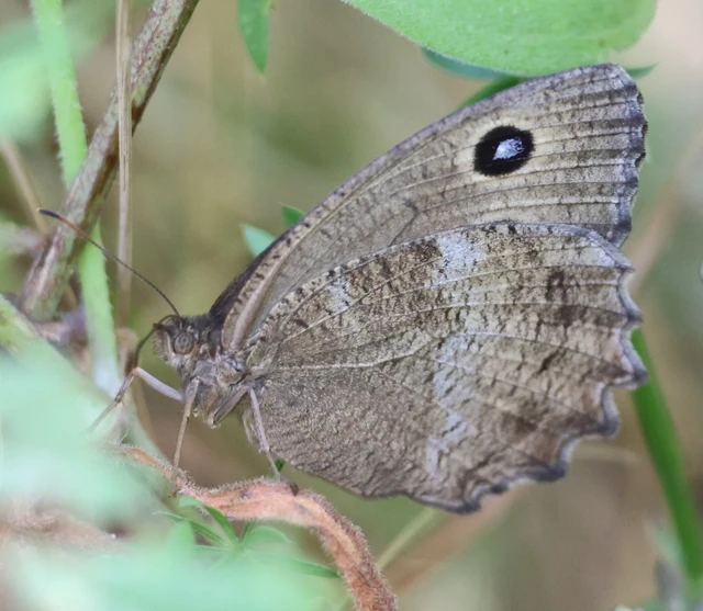 Minois dryas - fekete szemeslepke
