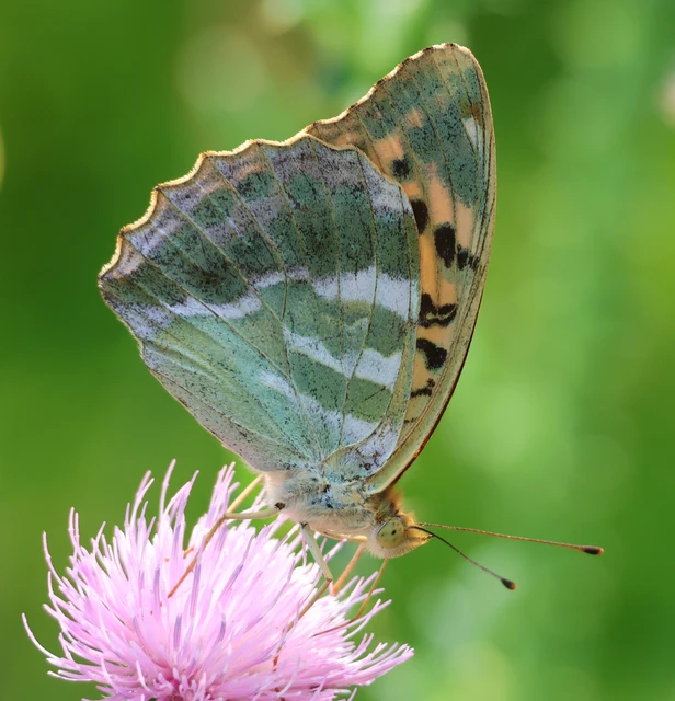 Argynnis paphia - nagy gyöngyházlepke
