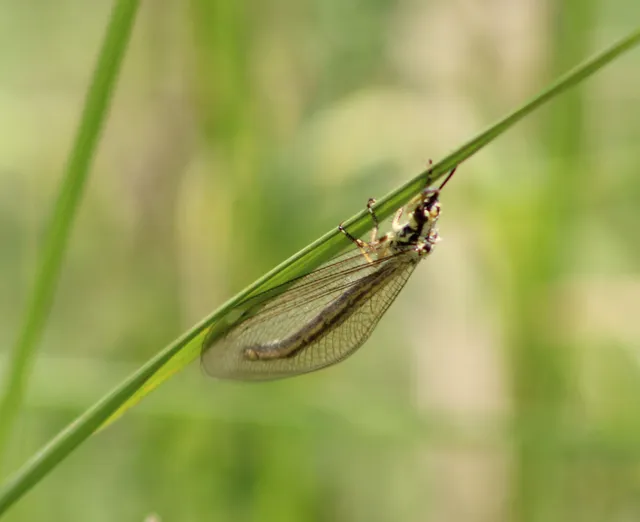 Myrmecaelurus trigrammus - hangyafarkas
