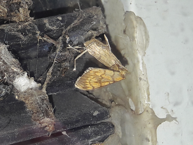 Ecpyrrhorrhoe rubiginalis - rozsdavörös tűzmoly