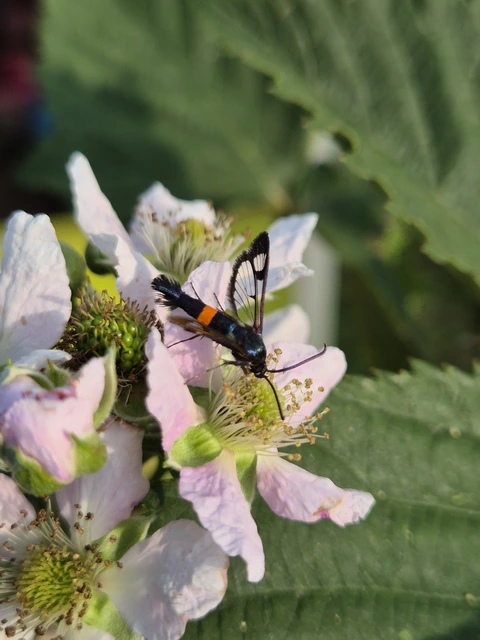 Sesiidae - szitkárfélék