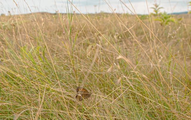 Arethusana arethusa - közönséges szemeslepke