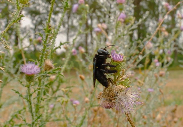 Xylocopa