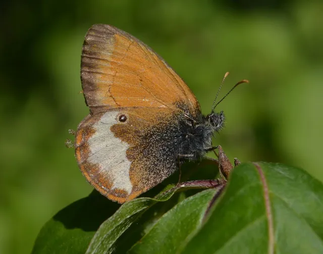 Coenonympha arcania - fehéröves szénalepke
