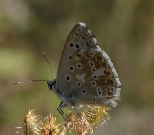 Polyommatus coridon - ezüstkék boglárka