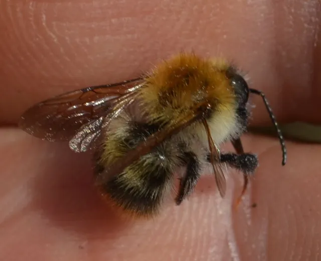Bombus pascuorum - mezei poszméh