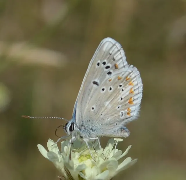 Polyommatus dorylas - fénylő boglárka