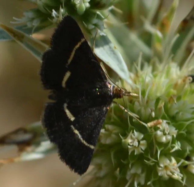 Pyrausta cingulata/rectefascialis